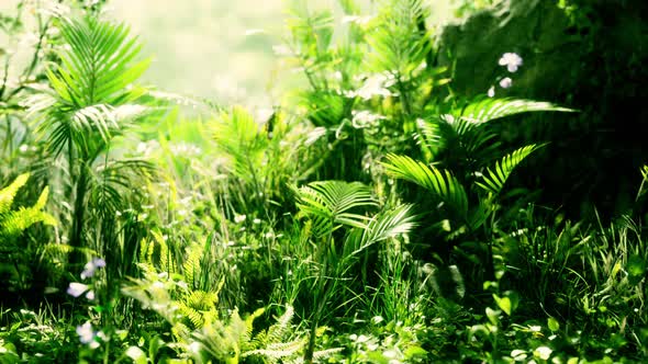 Close Up Jungle Grass and Plants