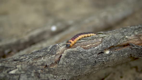 Slowly Large Caterpillar Crawls on a Tree Branch
