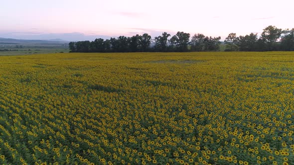 Field Of  Sunflowers