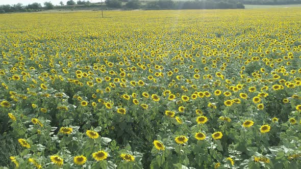 Drone Flying Above Endless Yellow Sunflower Field in Hot Summer Day