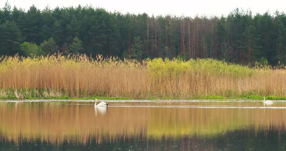 Fauna Of Belarus