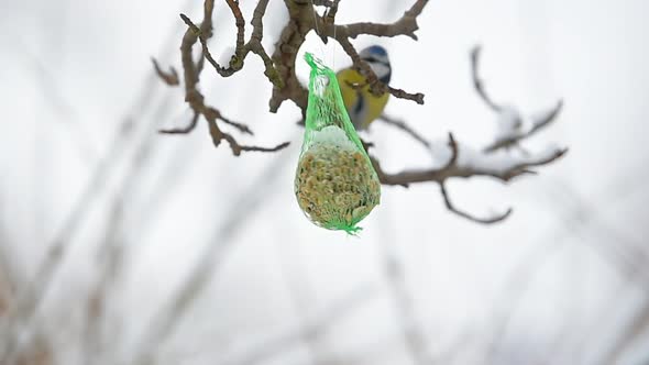 Eating Birds Feed In Winter