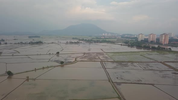 Aerial view paddy field flooded with water