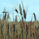 Wheat Field In The Summer - VideoHive Item for Sale