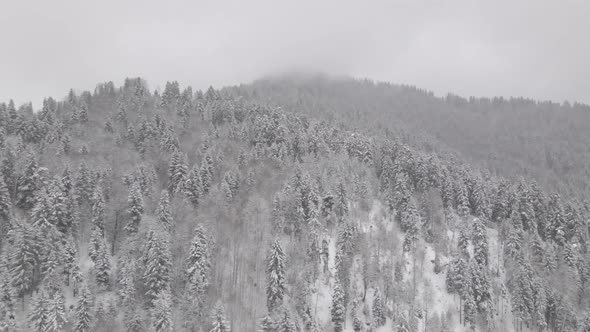 Flight above winter forest in Bakuriani, Georgia