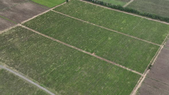 Aerial flight over beautiful vineyard landscape in Napareuli, Georgia