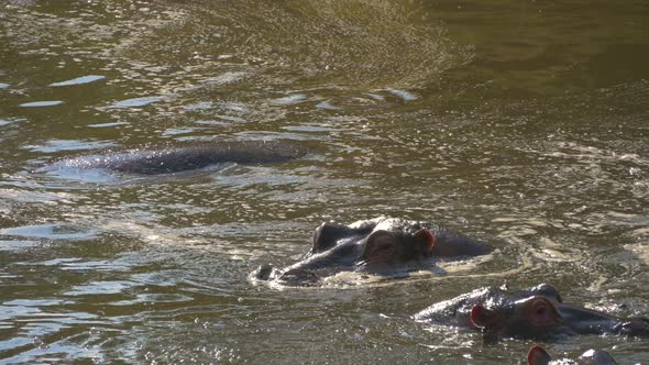 Close up of submerged hippos
