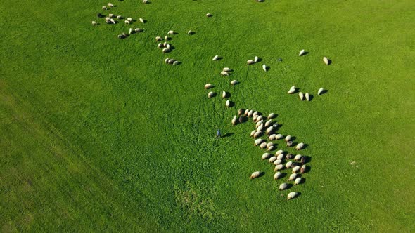 Shepherds grazing flock of sheep on green meadow