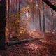 Foggy autumn forest with bright sun rays shining through the morning mist. - VideoHive Item for Sale
