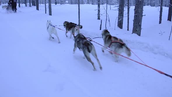 Slow motion of sled dogs, Siberian Husky, pulling a sled in a snowy forest in Lapland, Finland