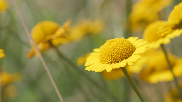 Shallow DOF  golden marguerite beautiful plant 4K 2160p 30fps UltraHD footage - Close-up of yellow A