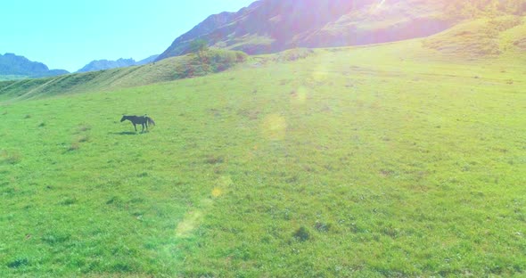 Flight Over Wild Horses Herd on Meadow