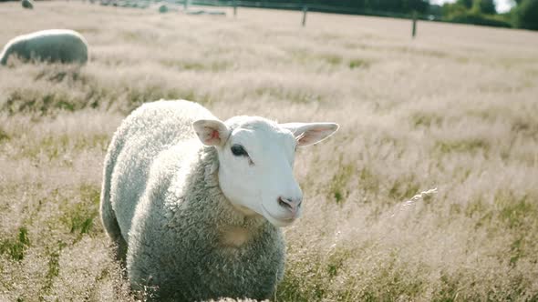 Sheep walking around the field at sunset in Belgium.