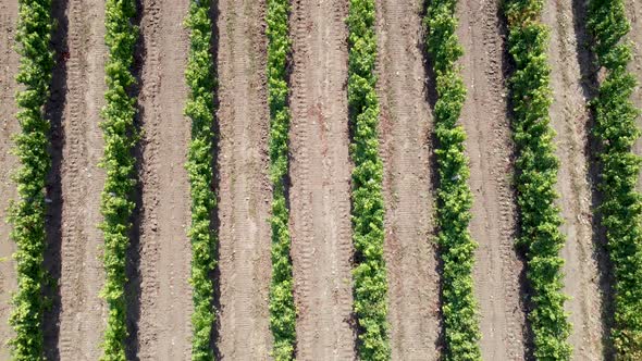 Rows of vineyard aerial view of drone