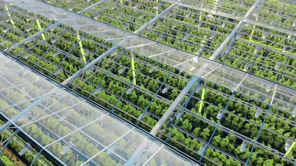 Green Plants Seen Through the Transparent Roof of a Glasshouse