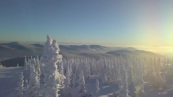 Aerial view of the trees in the snow on the mountainside