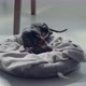 Littlye Black Teckel Daschund Puppy Rolling in Its Bed - VideoHive Item for Sale