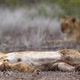 African lion in Kruger National park, South Africa - VideoHive Item for Sale