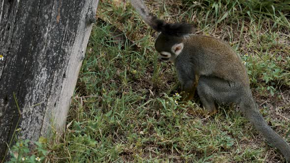 Squirrel Monkey Jump Up To The Tree Trunk In The Wilderness. - close up