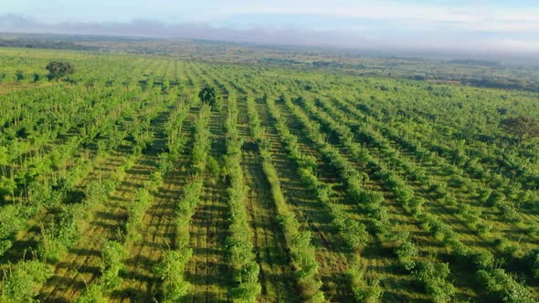 African bamboo farm filmed on a drone.