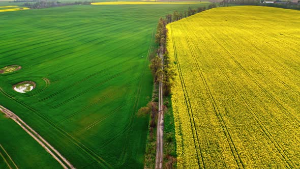 Flying above yellow and green fields in spring