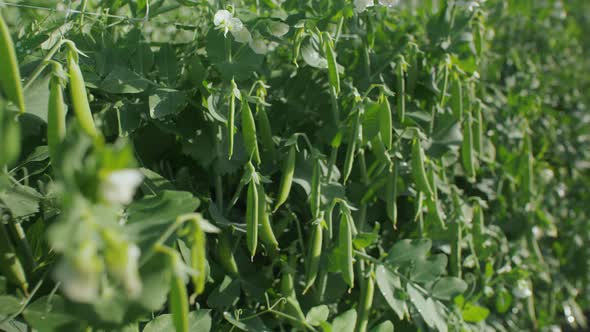 Fresh Green Peas Growing In The Garden