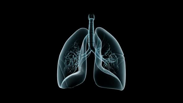 Lung Rotation (X Ray)