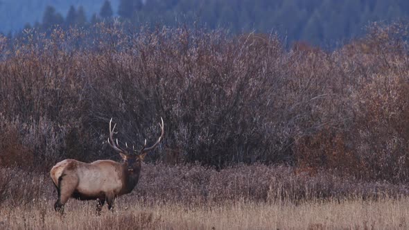 Bull Elk grazing on grass while looking into the distance