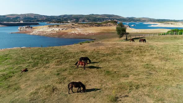 Wild Horses Herd on Mountain Meadow