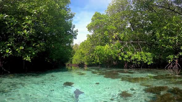 floating through a mangrove with crystalclear water and shallow corals with mangrove forest in the s