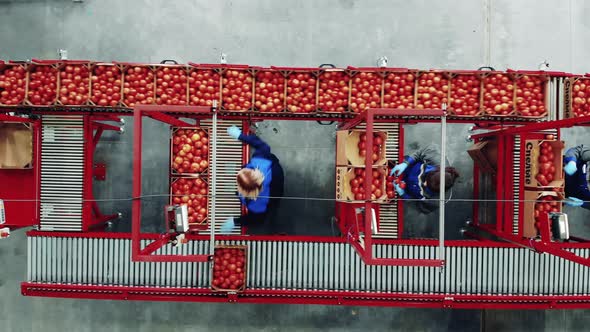 Factory Workers Are Moving Tomatoes Along the Transporter