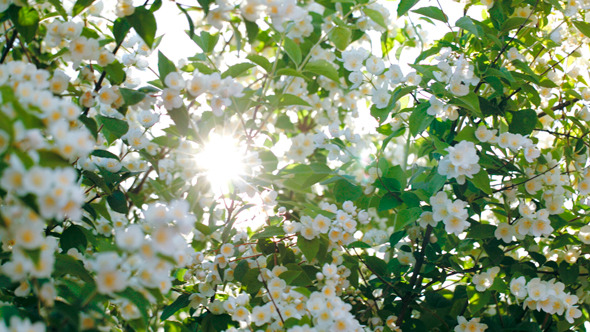 Sun Shining Through The Blooming Apple Tree