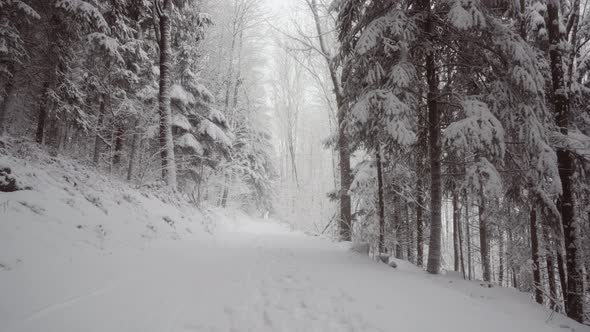 Snow falling in tranquil countryside with frozen trees alt