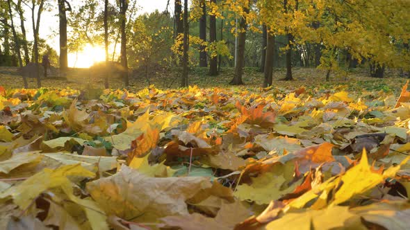 Sunlight Illuminates Yellowed Leaves Fallen From Trees