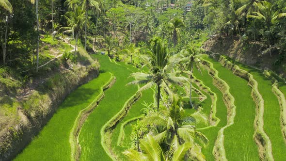 Aerial drone view flying low through beautiful rice terraces