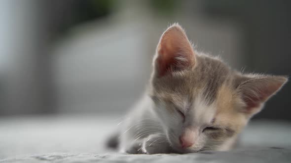 Striped Domestic Kitty Lying on White Grey Blanket on Bed