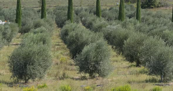 952085 Wind in the Olive’s Tree near Maussane Les Alpilles in the South East of France, Real Time 4K