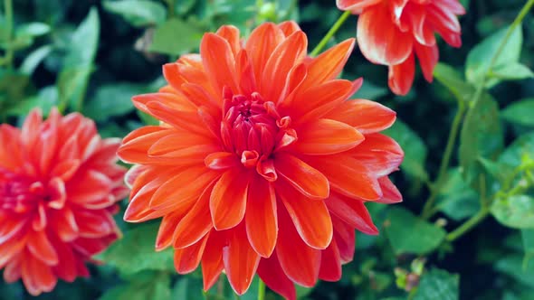 A Large Blooming Red Dahlia