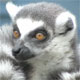 Lemurs Closeup - VideoHive Item for Sale