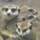Meerkat Bunch - VideoHive Item for Sale