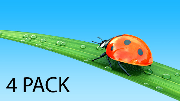 Ladybug on a Grass - 4 Pack