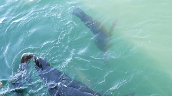 Wild Seal Animal Colony Many Sea Lion Herd Swimming in Ocean Water