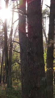 Vertical Video Autumn Forest By Day