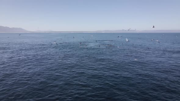 Aerial pan - gulls, seals and whale prey on sardine in bait ball