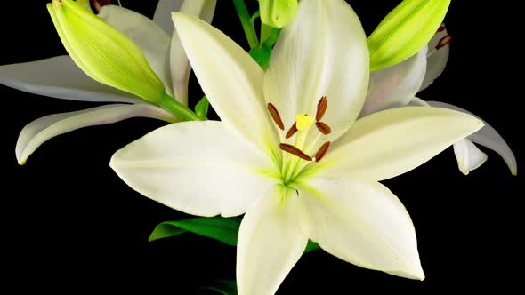 Time Lapse of Beautiful White Lily Flower Blossoms