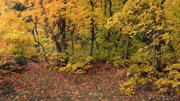 Slowly moving through colorful forest in Autumn