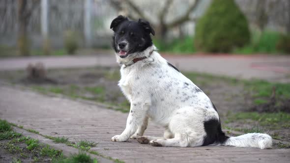 Dog Playing Outside Smiles