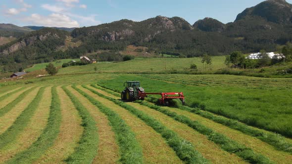 Farming Tractor Cutting Green Grass And Making Row Of Windrow For Silage. - aerial