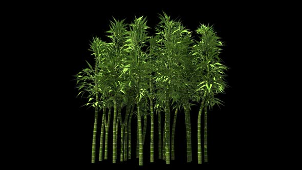 Bamboo Trees Isolated