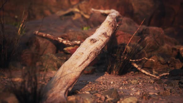 Dry Dead Tree Branches and Mountain Ridge